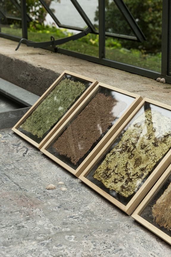 Three framed botanical samples with different textures displayed on a stone surface near a metal railing.