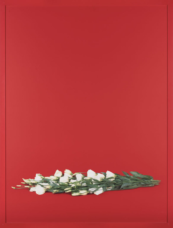 White roses on a bright red background in a minimalist arrangement.