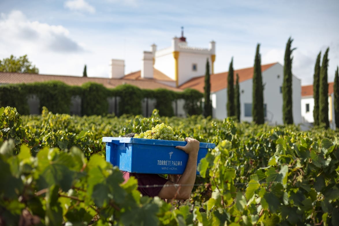Person carrying blue crate with grapes in a vineyard near white buildings with red roofs and tall trees in the background.