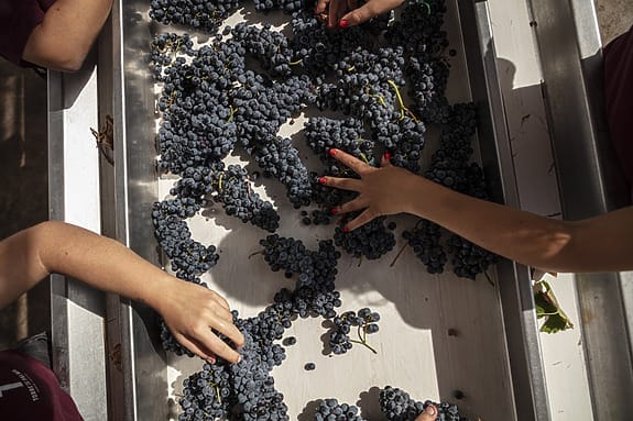 Hands sorting dark grapes on a table for winemaking, highlighting quality and teamwork in the vineyard process.