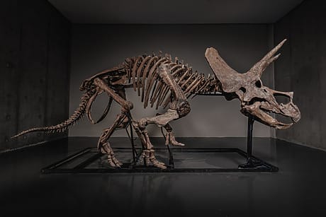 Triceratops dinosaur skeleton on display in a dimly lit museum exhibit with a dark background.