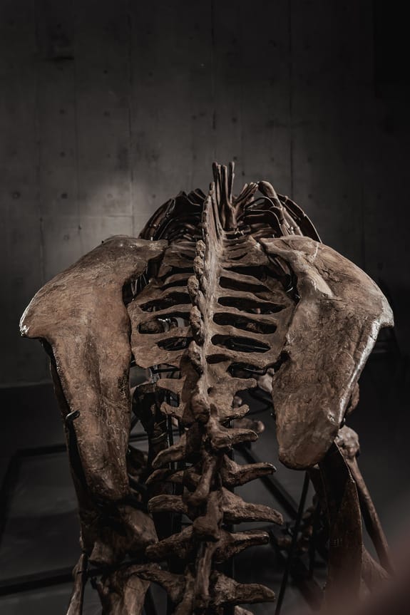 Triceratops Skeleton Sells at Pharrell's Auction House for $5.5