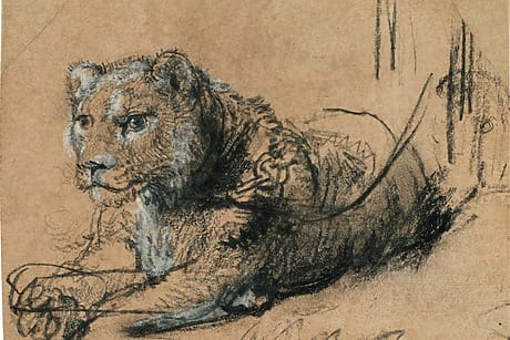 Sketch of a lioness reclining on a rough, textured surface, depicted in charcoal on a brownish paper background.