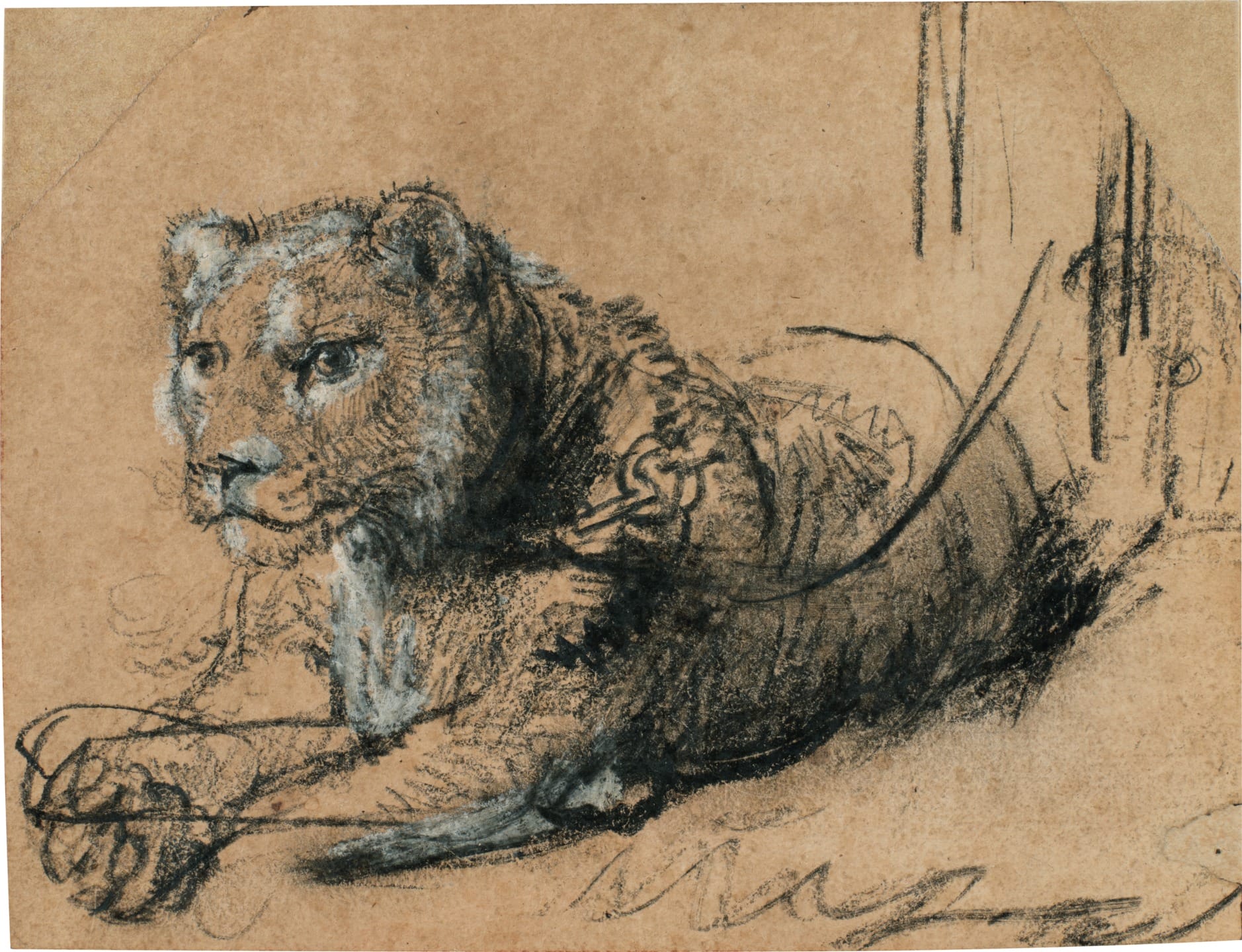 Sketch of a lioness reclining on a rough, textured surface, depicted in charcoal on a brownish paper background.