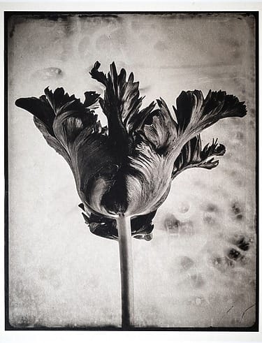 Black and white close-up photograph of a parrot tulip with ruffled petals against a textured background, by Jan C. Schlegel, as exhibited at AIPAD at the Park Avenue Armory.