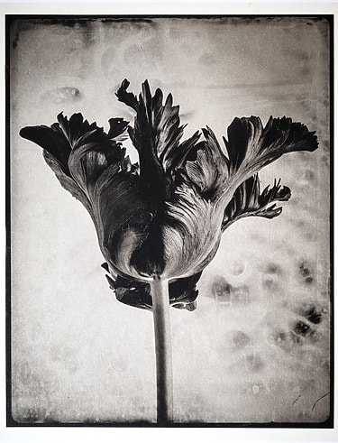 Black and white close-up photograph of a parrot tulip with ruffled petals against a textured background, by Jan C. Schlegel, as exhibited at AIPAD at the Park Avenue Armory.