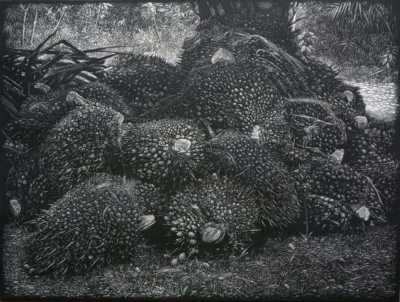 Black and white drawing of harvested palm oil fruit bunches stacked on the ground in a tropical setting.